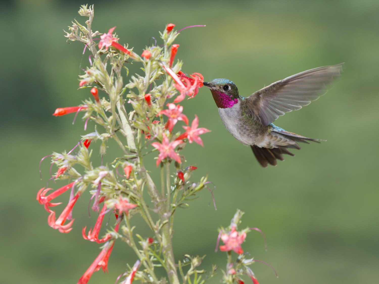 image Broad-tailed Hummingbird